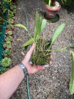 Acianthera Aphthosa - Imagem 4