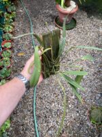 Acianthera Aphthosa - Imagem 3