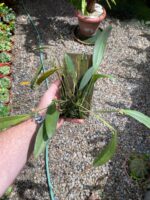 Acianthera Aphthosa - Imagem 2