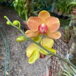 Phalaenopsis -