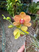 Phalaenopsis -