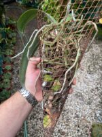 Phalaenopsis - - Imagem 5