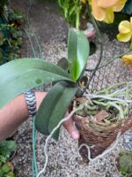 Phalaenopsis - - Imagem 6