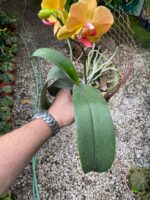 Phalaenopsis - - Imagem 7