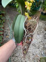 Phalaenopsis - - Imagem 8