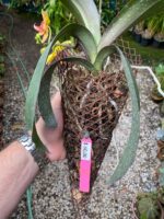 Phalaenopsis - - Imagem 9