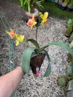 Phalaenopsis - - Imagem 2