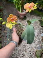 Phalaenopsis - - Imagem 3