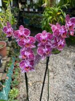 Phalaenopsis Anthura Cadiz - COM FLOR - COLEÇÃO