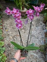 Phalaenopsis Anthura Cadiz - COM FLOR - COLEÇÃO - Imagem 2