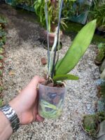 Phalaenopsis Anthura Cadiz - COM FLOR - COLEÇÃO - Imagem 7