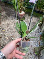 Phalaenopsis Anthura Cadiz - COM FLOR - COLEÇÃO - Imagem 8