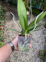 Phalaenopsis Anthura Cadiz - COM FLOR - COLEÇÃO - Imagem 5