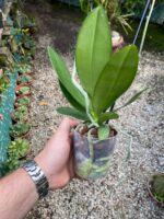 Phalaenopsis Anthura Cadiz - COM FLOR - COLEÇÃO - Imagem 4