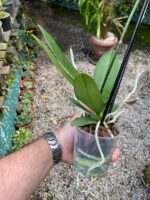 Phalaenopsis Anthura Cadiz - COM FLOR - COLEÇÃO - Imagem 3