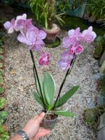 Phalaenopsis Anthura Cadiz - COM FLOR - COLEÇÃO - Imagem 9