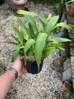 Oncidium Catatante - Orquídea Pôr do Sol - Imagem 4