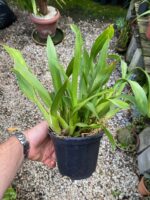 Oncidium Catatante - Orquídea Pôr do Sol - Imagem 5