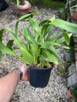 Oncidium Catatante - Orquídea Pôr do Sol - Imagem 3