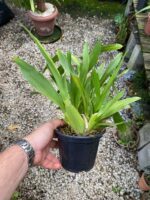 Oncidium Catatante - Orquídea Pôr do Sol - Imagem 6