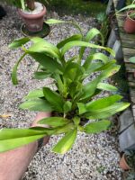 Oncidium Catatante - Orquídea Pôr do Sol - Imagem 7