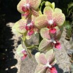 Phalaenopsis Pulsation - COLEÇÃO