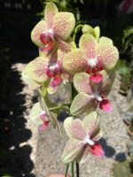 Phalaenopsis Pulsation - COLEÇÃO