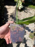 Phalaenopsis Pulsation - COLEÇÃO - Imagem 7