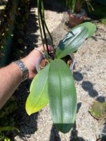 Phalaenopsis Pulsation - COLEÇÃO - Imagem 8