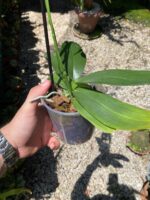 Phalaenopsis Pulsation - COLEÇÃO - Imagem 6