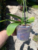 Phalaenopsis Pulsation - COLEÇÃO - Imagem 5