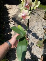 Phalaenopsis Pulsation - COLEÇÃO - Imagem 4