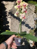 Phalaenopsis Pulsation - COLEÇÃO - Imagem 3