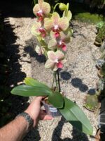 Phalaenopsis Pulsation - COLEÇÃO - Imagem 2