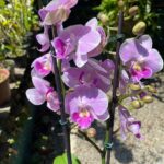 Phalaenopsis Manta Maldives  - COLEÇÃO