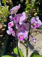 Phalaenopsis Manta Maldives  - COLEÇÃO