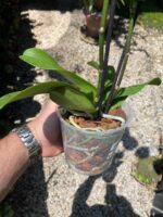 Phalaenopsis Manta Maldives  - COLEÇÃO - Imagem 8