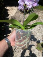 Phalaenopsis Manta Maldives  - COLEÇÃO - Imagem 7