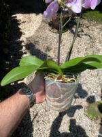 Phalaenopsis Manta Maldives  - COLEÇÃO - Imagem 6