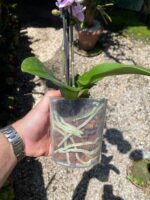 Phalaenopsis Manta Maldives  - COLEÇÃO - Imagem 5