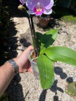 Phalaenopsis Manta Maldives  - COLEÇÃO - Imagem 4