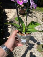 Phalaenopsis Manta Maldives  - COLEÇÃO - Imagem 3
