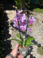 Phalaenopsis Manta Maldives  - COLEÇÃO - Imagem 2