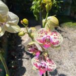 Phalaenopsis Total Cool - COLEÇÃO