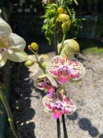 Phalaenopsis Total Cool - COLEÇÃO