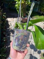 Phalaenopsis Total Cool - COLEÇÃO - Imagem 3