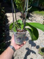 Phalaenopsis Total Cool - COLEÇÃO - Imagem 4