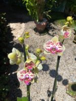 Phalaenopsis Total Cool - COLEÇÃO - Imagem 2