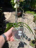 Phalaenopsis Total Cool - COLEÇÃO - Imagem 7