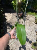 Phalaenopsis Total Cool - COLEÇÃO - Imagem 6